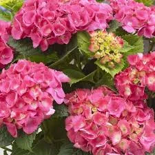 Hydrangea macrophylla 'Little Pink' (Hortensia) Hydrangea macrophylla 'Little Pink' (Hortensia)