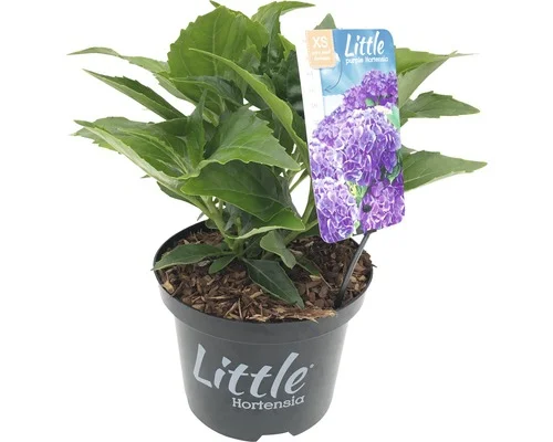 Hydrangea macrophylla 'Little Purple ' (Hortensia) Hydrangea macrophylla 'Little Purple ' (Hortensia)