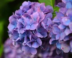 Hydrangea macrophylla 'Little Purple ' (Hortensia) Hydrangea macrophylla 'Little Purple ' (Hortensia)