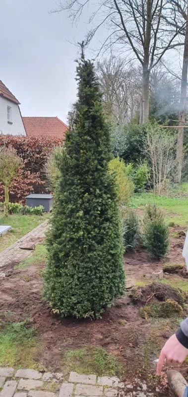Taxus Baccata Met Kluit (Haagplant)-4