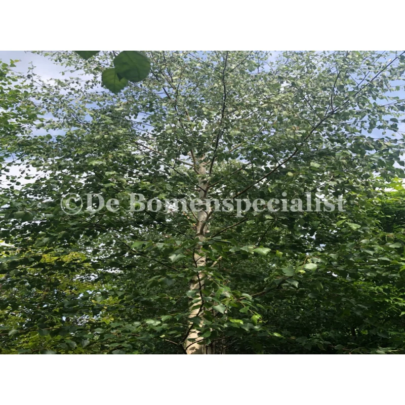 Betula Pubescens (zachte berk)-3