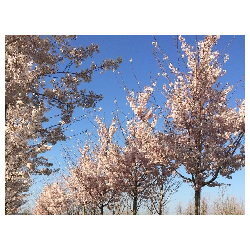 Prunus Accolade Doorgaande Kroon (Sierkers)
