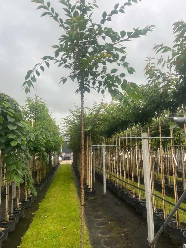 Prunus Accolade Doorgaande Kroon (Sierkers)-2