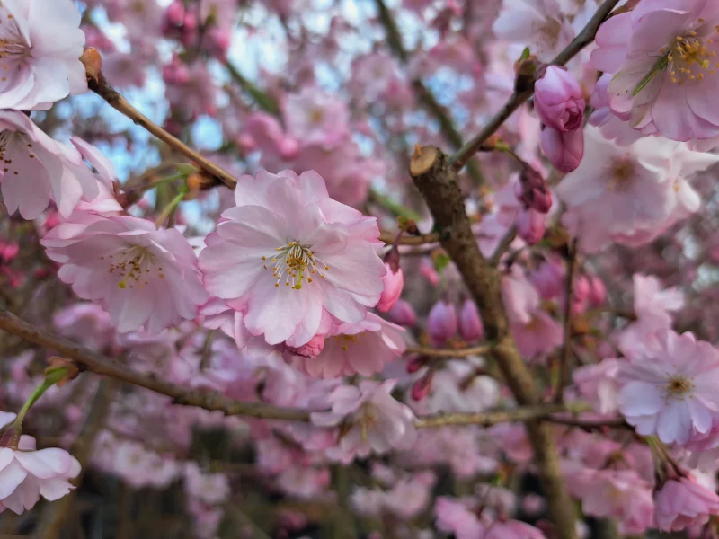 Prunus Accolade Doorgaande Kroon (Sierkers)-3