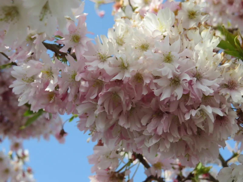 Prunus Accolade Doorgaande Kroon (Sierkers)-4