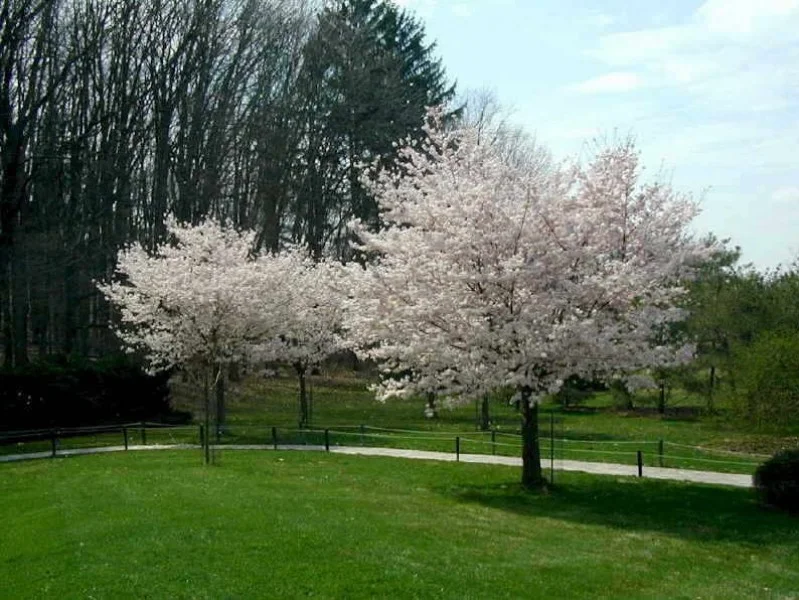 Prunus Subhirtella Autumnalis Doorgaande Kroon (Japanse Sierkers)