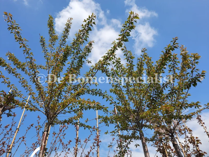 Prunus Subhirtella Autumnalis Doorgaande Kroon (Japanse Sierkers)-5