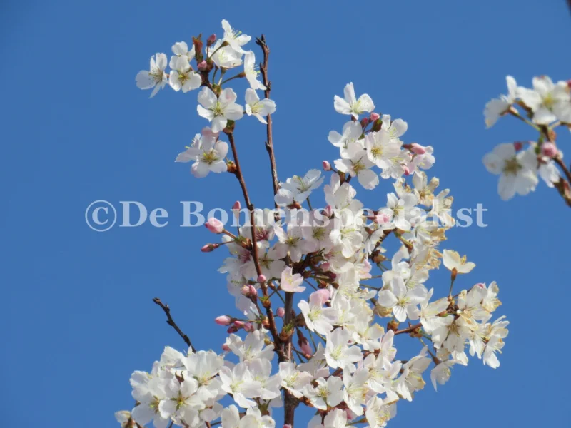 Prunus Subhirtella Autumnalis Doorgaande Kroon (Japanse Sierkers)-6