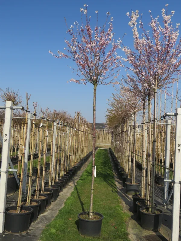 Prunus Subhirtella Autumnalis Rosea Doorgaande Kroon (Japanse Sierkers)