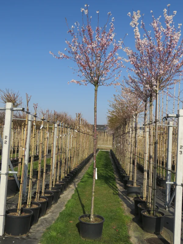 Prunus Subhirtella Autumnalis Rosea Doorgaande Kroon (Japanse Sierkers)