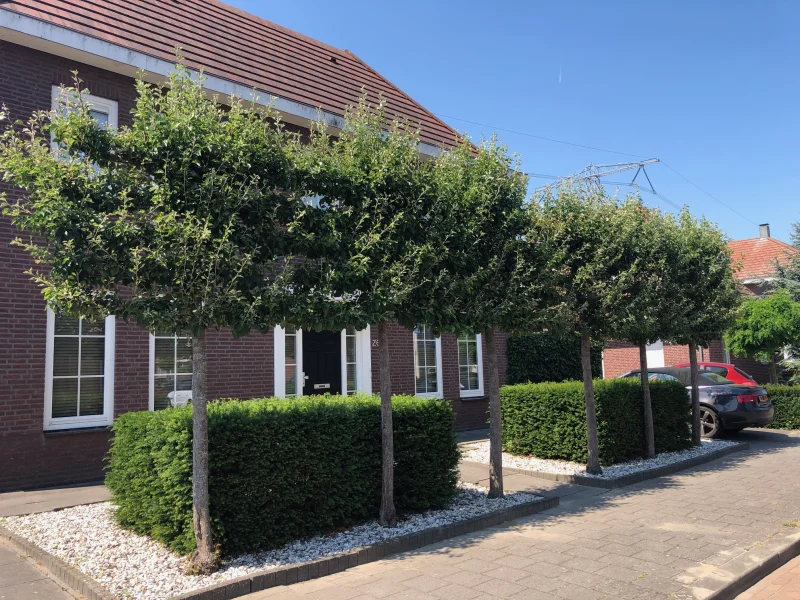 Taxus Baccata Met Kluit (Haagplant)-6