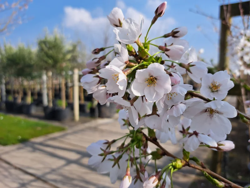 Prunus x Yedoensis  Geënt (Japanse Sierkers)-3