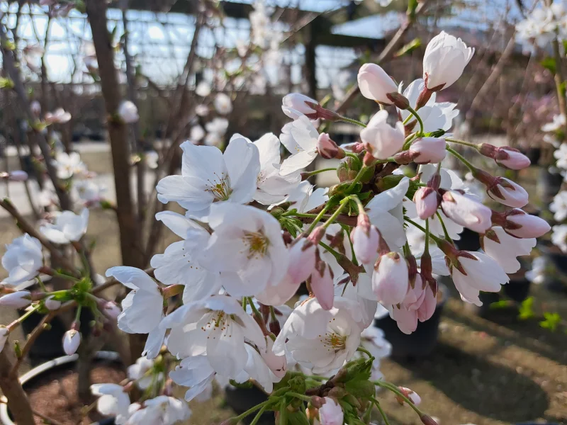 Prunus x Yedoensis  Geënt (Japanse Sierkers)-4