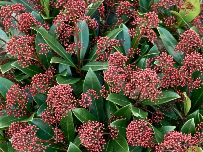 Skimmia Japonica Rubella (Skimmia)