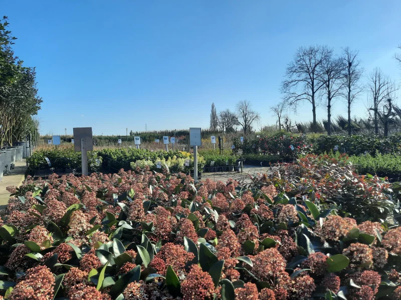 Skimmia Japonica Rubella (Skimmia)-2
