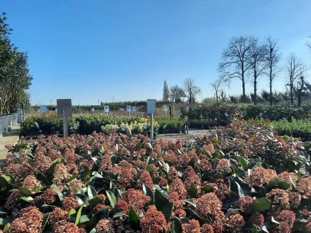 Skimmia Japonica Rubella (Skimmie)