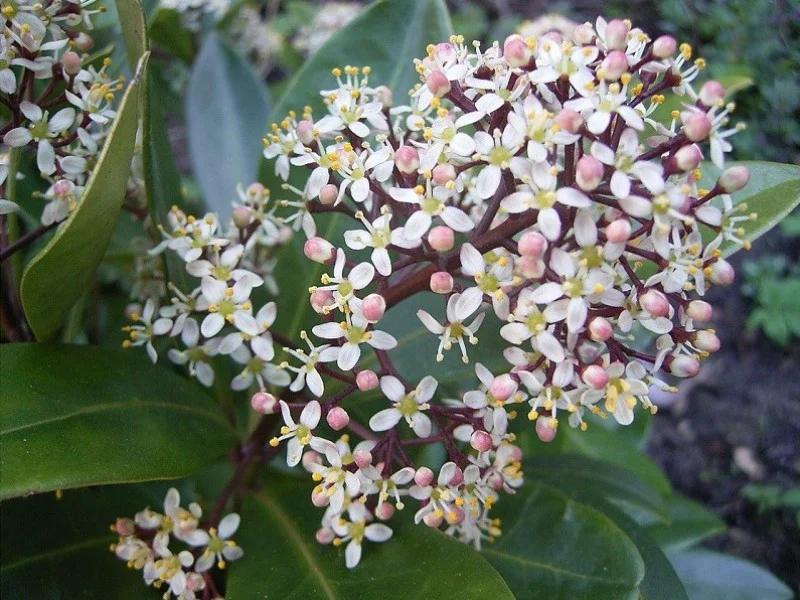 Skimmia Japonica Rubella (Skimmia)-3