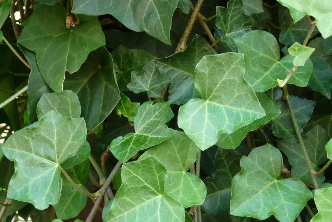 Hedera Hibernica (Klimop)