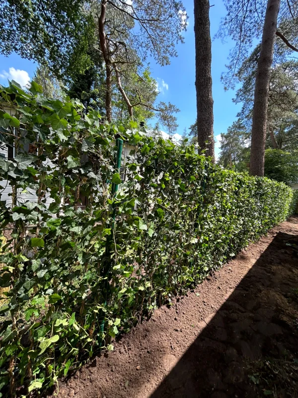 Hedera Hibernica (Klimop)-3