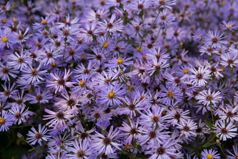 Aster macrophyllus 'Twilight