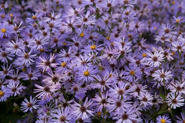 Aster macrophyllus 'Twilight