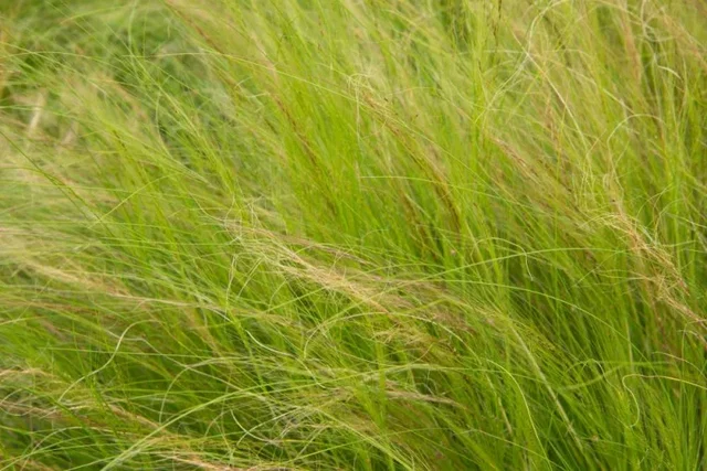 Stipa tenuissima ‘Ponytails’ Stipa tenuissima ‘Ponytails’
