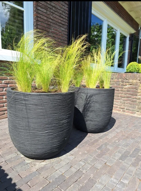 Stipa tenuissima ‘Ponytails’ Stipa tenuissima ‘Ponytails’
