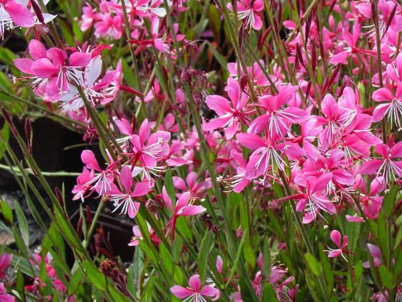 Gaura lindheimeri  'Siskiyou Pink' (Prachtkaars)-1