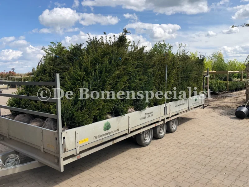 Taxus Baccata Met Kluit (Haagplant)-8