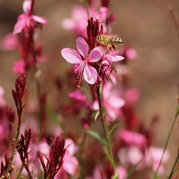 Gaura lindheimeri  'Siskiyou Pink' (Prachtkaars)