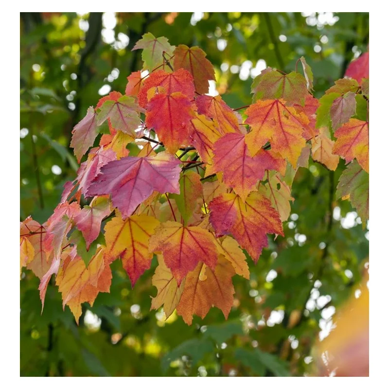 Acer Rubrum Scanlon (Rode Esdoorn)-1