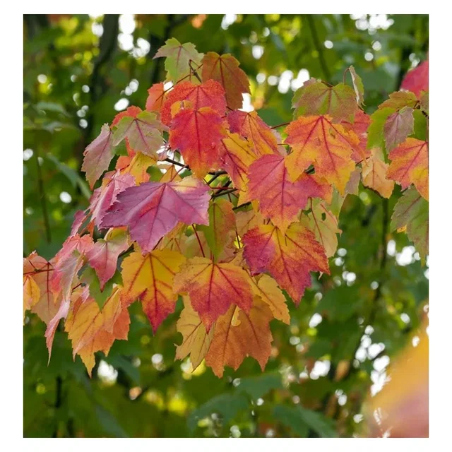 Acer Rubrum Scanlon (Rotahorn)