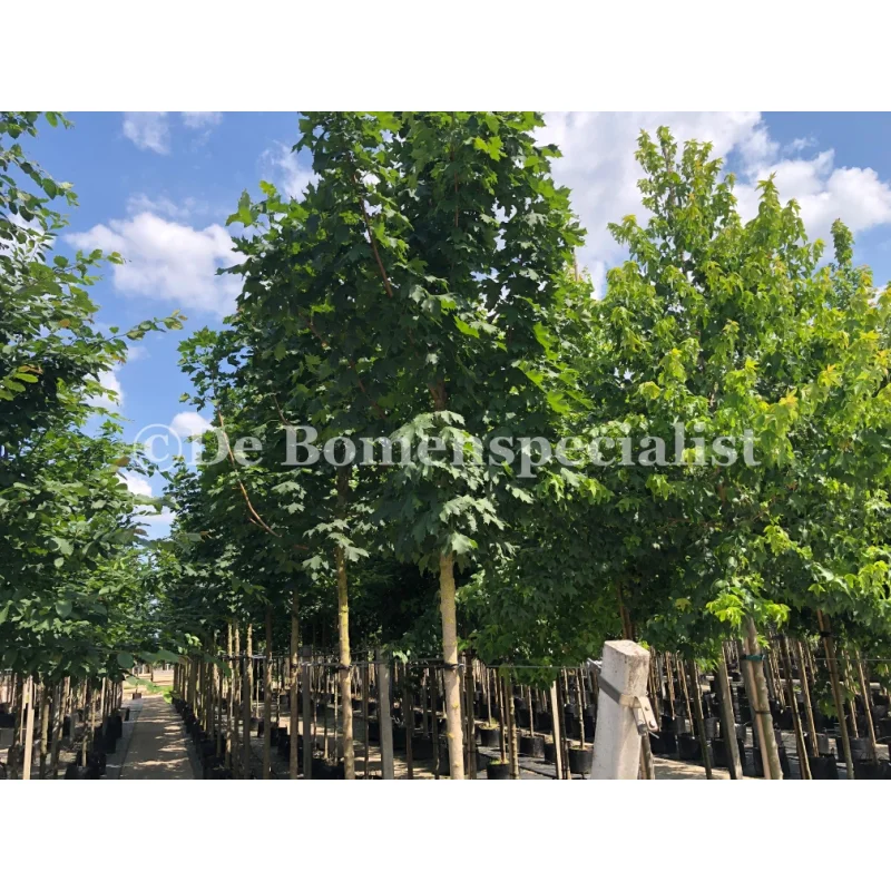 Acer Rubrum Scanlon (Rode Esdoorn)-3
