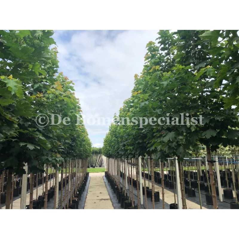 Acer Rubrum Scanlon (Rode Esdoorn)-4