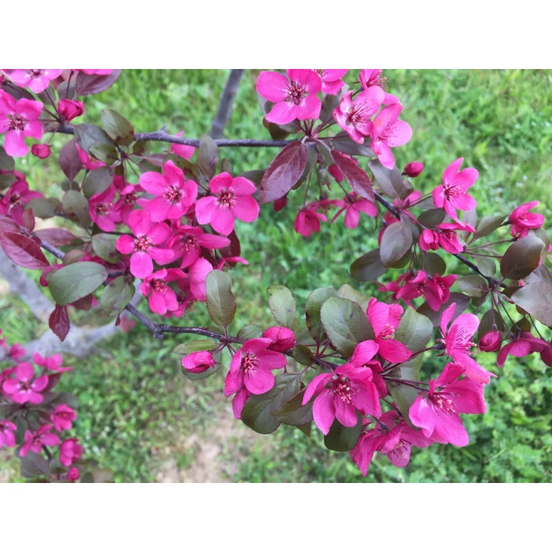 Malus Toringo Scarlett (Sierappel)-2