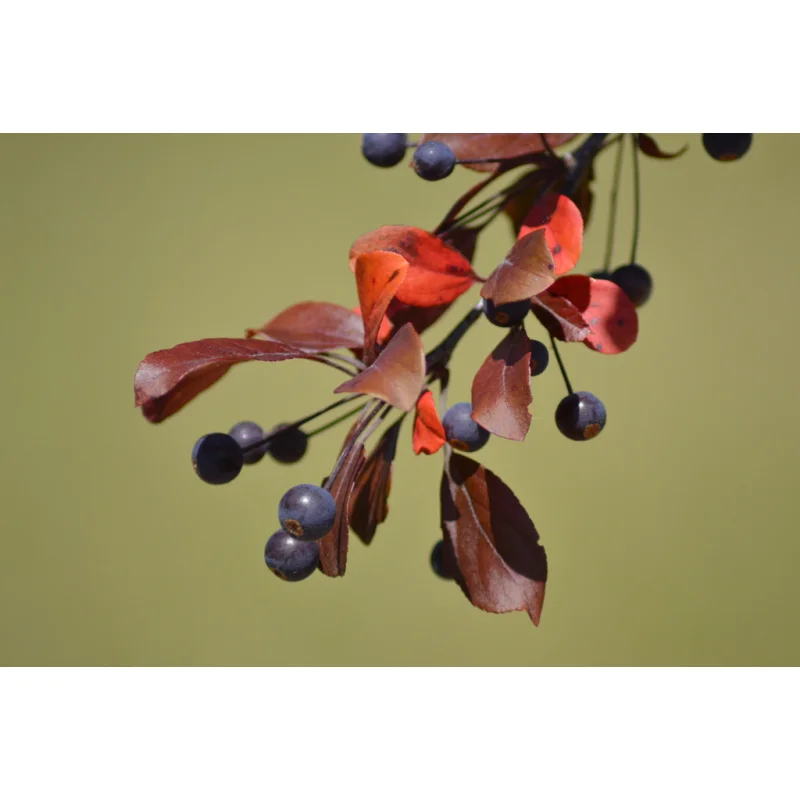 Malus Toringo Scarlett (Sierappel)-3