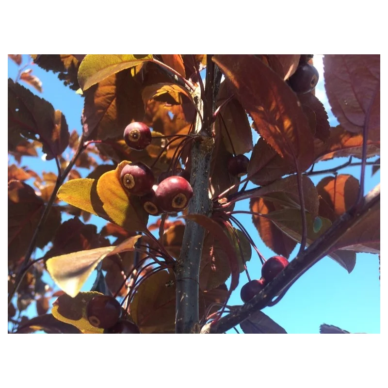 Malus Toringo Scarlett (Sierappel)-4