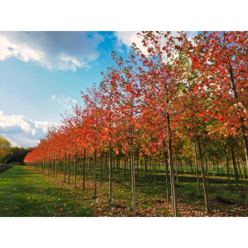 Acer Freemanii Celzam / Celebration (Esdoorn)