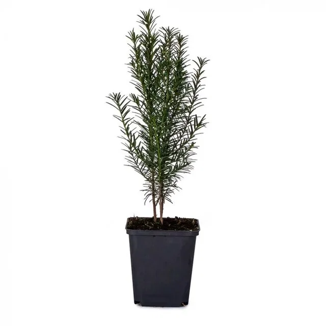 Taxus Baccata Töpf (Gemeine Eibe)