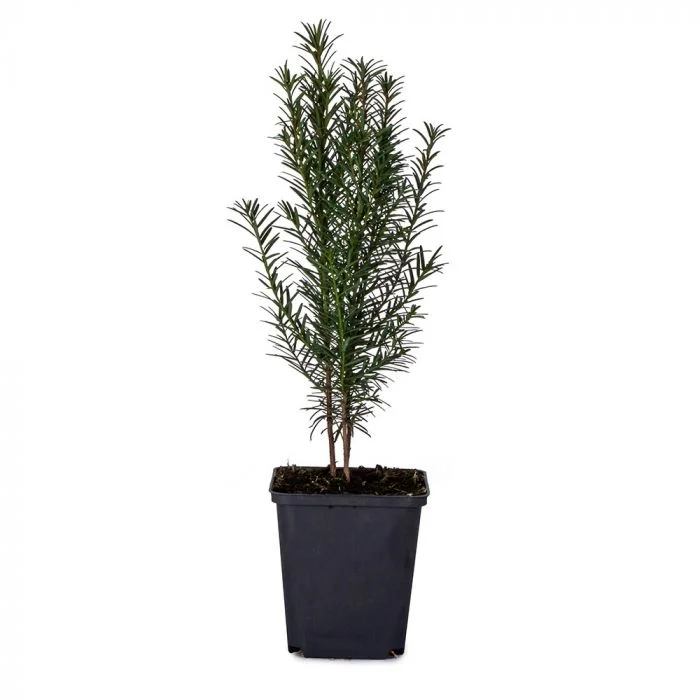 Taxus Baccata Potgekweekt (Haagplant)