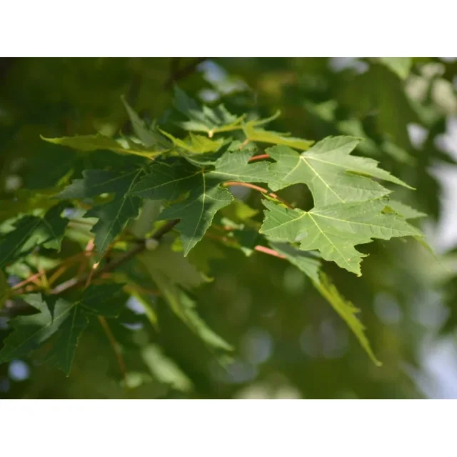 Acer Freemanii Celzam (Celebration)