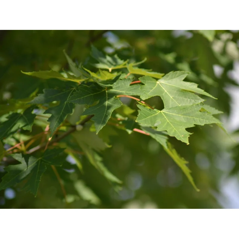 Acer Freemanii Celzam / Celebration (Esdoorn)