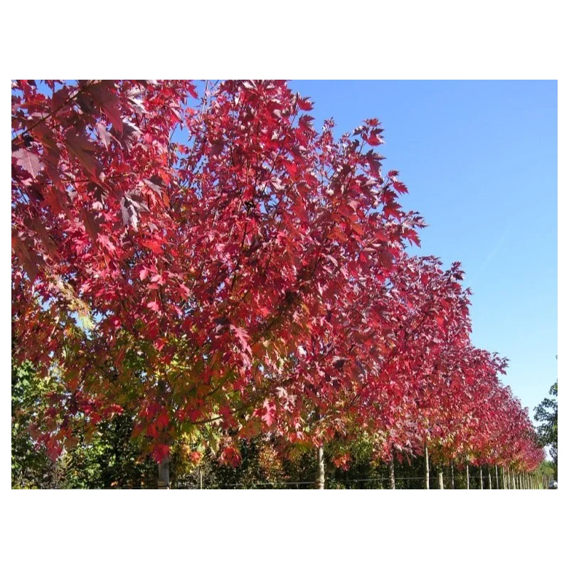Acer Freemanii Celzam / Celebration (Esdoorn)-3