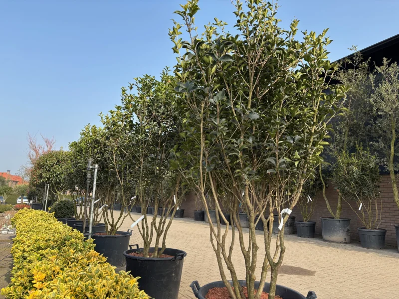 Osmanthus Burkwoodii Meerstammig (Schijnhulst)