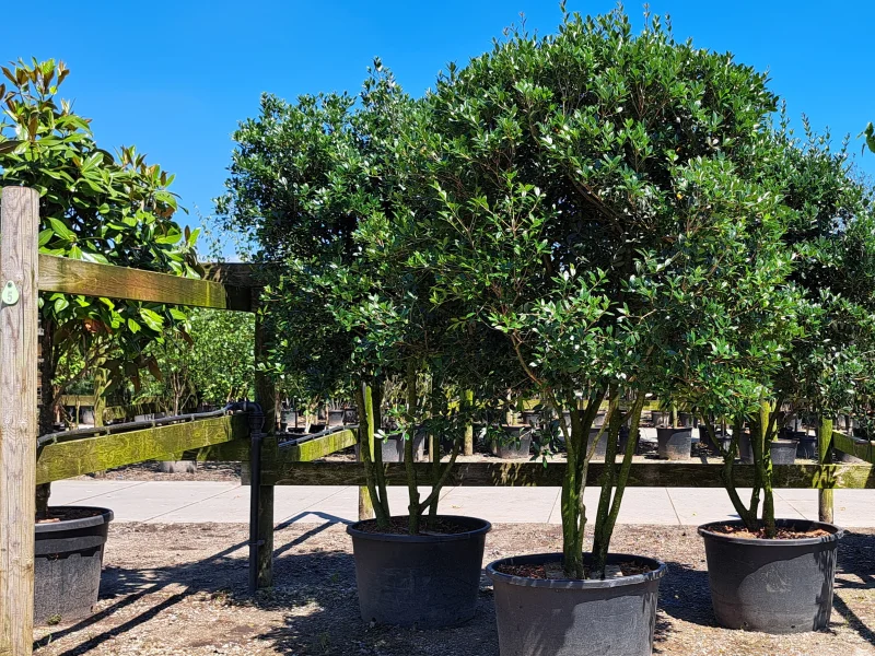 Osmanthus Burkwoodii Meerstammig (Schijnhulst)-2