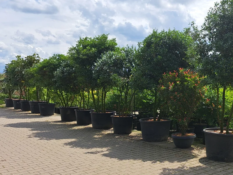 Osmanthus Burkwoodii Meerstammig (Schijnhulst)-4