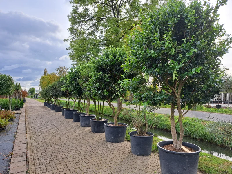 Ligustrum Texanum Meerstammig (Liguster)