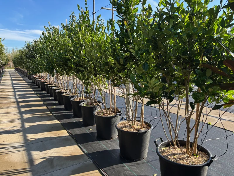 Ligustrum Texanum Meerstammig (Liguster)
