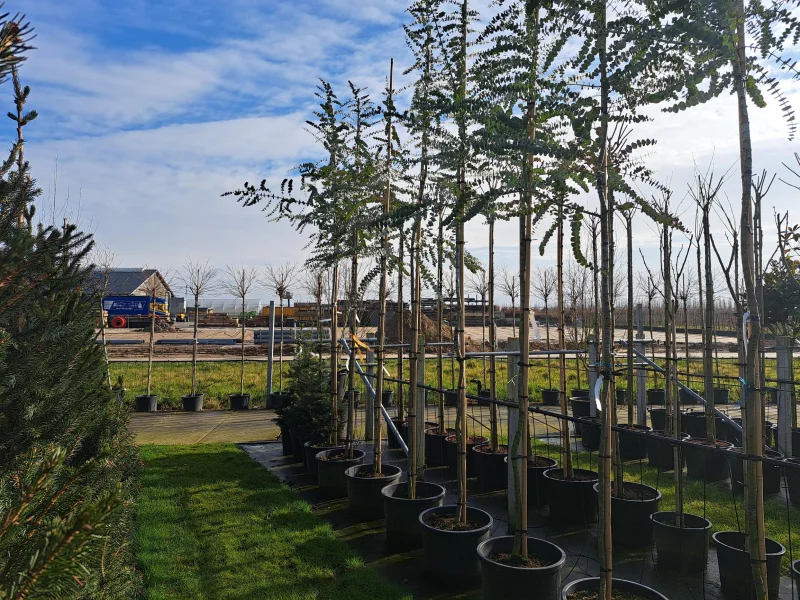 Eucalyptus Gunnii Silver Dollar (Eucalyptus Boom)
