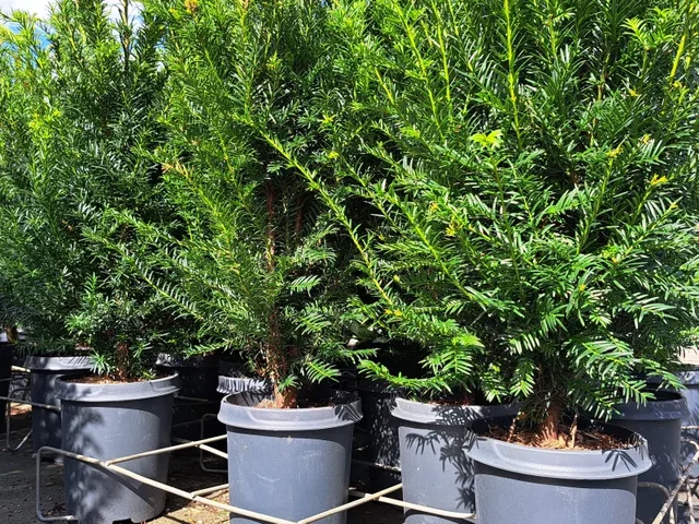 Taxus Baccata Töpf (Gemeine Eibe)